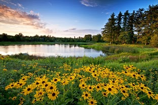 field of yellow flowers near a lake
