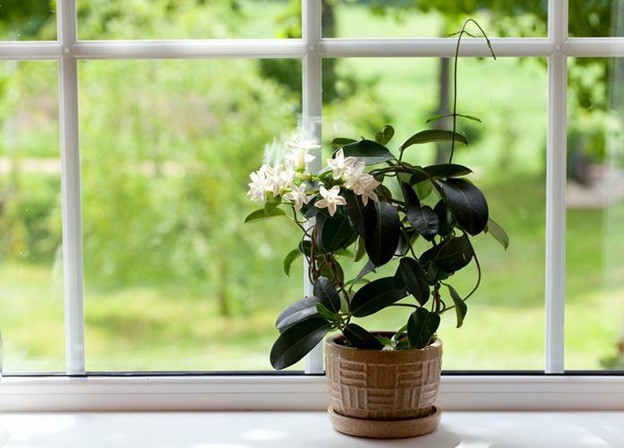 A jasmine plant with white blossoms sitting on a window sill.