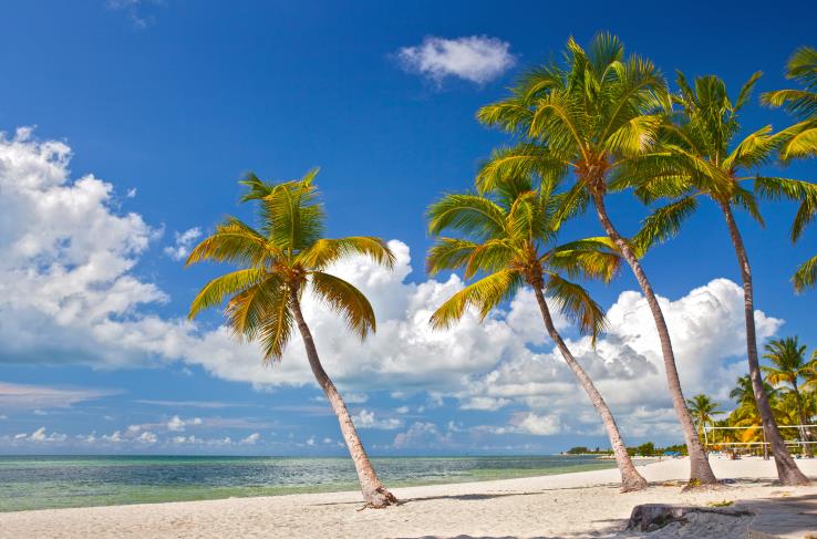 Palm trees on a sunny beach in Florida.
